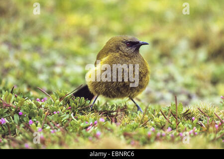 Nuova Zelanda bellbird (Anthornis melanura), seduto a terra, Nuova Zelanda Foto Stock