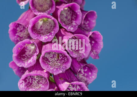 Foxglove comune, viola foxglove (Digitalis purpurea), fiore contro il cielo blu, Germania Foto Stock