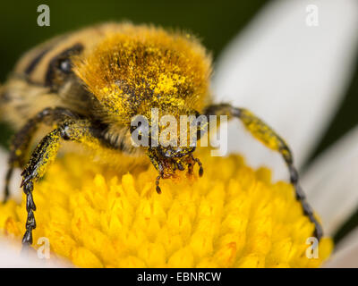 Bee chafer, bee beetle (Trichius fasciatus), mangiare il polline di una margherita occhio di bue , Germania Foto Stock