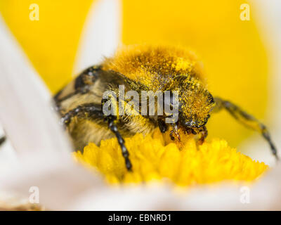 Bee chafer, bee beetle (Trichius fasciatus), mangiare il polline di una margherita occhio di bue , Germania Foto Stock
