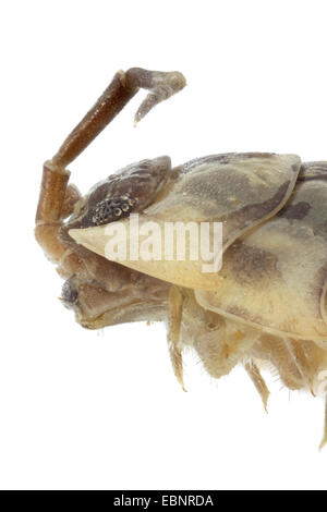 Comune, woodlouse sowbug comune, giardino grigio woodlouse (Oniscus asellus), macro colpo di testa, vista laterale Foto Stock