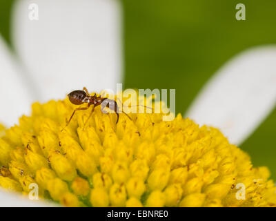 Samsel bug (Himacerus mirmicoides), giovane larva caccia thrips su un occhio di bue fiore daysi , Germania Foto Stock