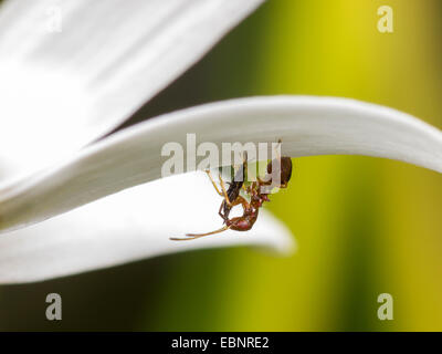 Samsel bug (Himacerus mirmicoides), Giovane larva mangia a catturato thrips (Suocerathrips lingus) su un occhio di bue daysi fiore, Germania Foto Stock