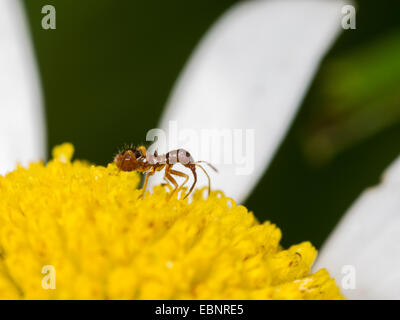 Samsel bug (Himacerus mirmicoides), giovane larva caccia thrips su un occhio di bue fiore daysi , Germania Foto Stock