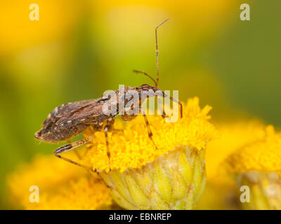 Samsel bug (Himacerus mirmicoides), femmina adulta caccia su tansy , Germania Foto Stock