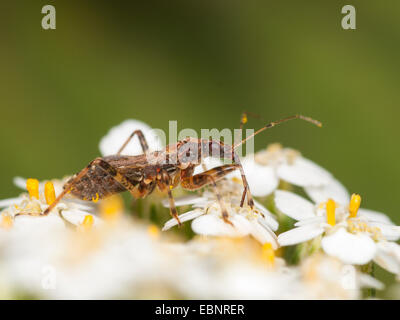 Samsel bug (Himacerus mirmicoides), la caccia femmina su un comune yarrow , Germania Foto Stock