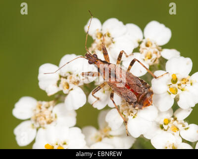 Samsel bug (Himacerus mirmicoides), femmina adulta caccia su un comune yarrow , Germania Foto Stock