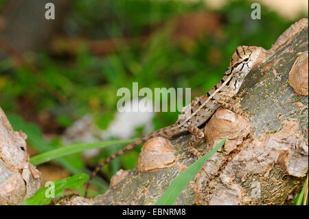 Bloodsucker comune, variabile indiano lizard, variabile AGAMA SA, chameleon (Calotes versicolor), capretti, Sri Lanka Foto Stock