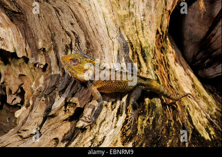 Bloodsucker comune, variabile indiano lizard, variabile AGAMA SA, chameleon (Calotes versicolor), su un albero di intoppo, Sri Lanka Foto Stock