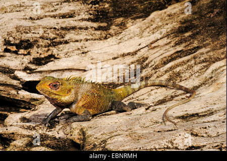 Bloodsucker comune, variabile indiano lizard, variabile AGAMA SA, chameleon (Calotes versicolor), su un albero di intoppo, Sri Lanka Foto Stock