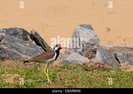 Rosso-wattled plover (Hoplopterus indicus, Vanellus indicus), sulla spiaggia, Sri Lanka Foto Stock