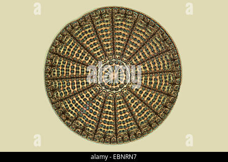 Diatomee fossili in contrasto di fase e contrasto di interferenza Foto Stock