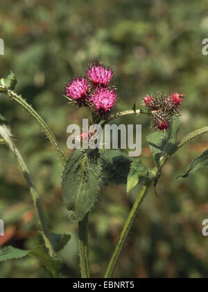 Grande Marsh Thistle (Carduus personata), fioritura, Germania Foto Stock