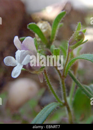 Piccolo toadflax, comune di bocca di leone nani (Chaenorhinum minus, Chaenarhinum meno) bloomimg, Germania Foto Stock