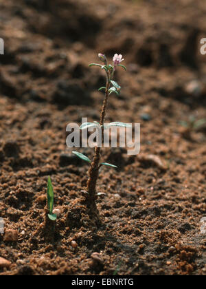 Piccolo toadflax, comune di bocca di leone nani (Chaenorhinum minus, Chaenarhinum meno) bloomimg, sulla sabbia, Germania Foto Stock