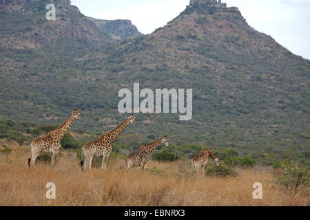 Giraffe (Giraffa camelopardalis), gruppo sorge nella prateria, Sud Africa, Ithala Game Reserve, Kwazulu-Natal Foto Stock