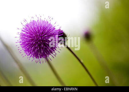 Alpine thistle (Carduus defloratus), infiorescenza, Austria, Tirolo Foto Stock