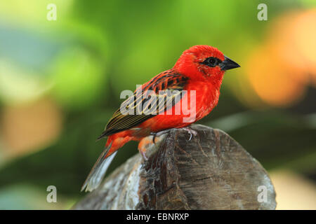 Madagascan fody rosso (Foudia madagascariensis), seduta sul post Foto Stock