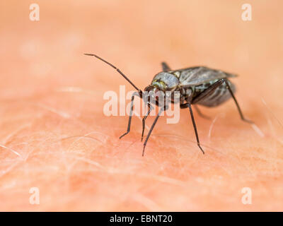 Bug del capside (Macrotylus herrichi), femmina succhia sulla pelle umana, Germania Foto Stock