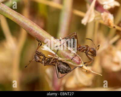 Ant bug, Redbacked bug, Redbacked ampio capo-bug (Alydus calcaratus), larve di vecchio (L5) sul frutto di Bird's-piede lupolina, Germania Foto Stock