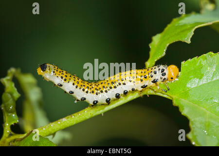 Grande Rose Sawfly (Arge pagana), larva, in Germania, in Baviera, il Parco Nazionale della Foresta Bavarese Foto Stock