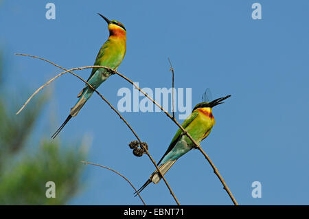 Blu-tailed Gruccione (Merops philippinus), due i gruccioni seduti insieme su un ramoscello, uno di mangiare una libellula, Sri Lanka Foto Stock