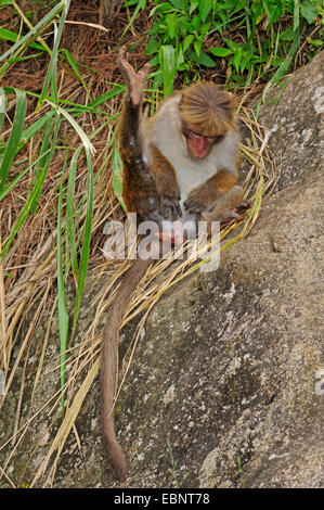 Toque macaque (Macaca sinica), toelettatura, Sri Lanka Foto Stock