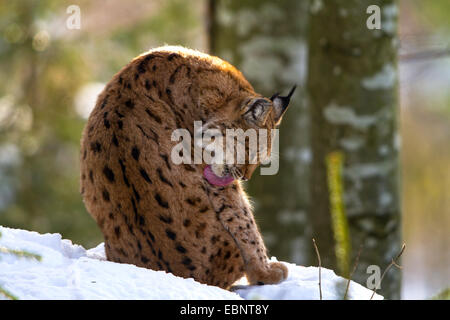 Eurasian (Lynx Lynx lynx), seduta in snow prendersi cura della sua pelliccia, in Germania, in Baviera, il Parco Nazionale della Foresta Bavarese Foto Stock