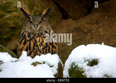 Nord del gufo reale (Bubo bubo), seduta in una insenatura nevoso, in Germania, in Baviera, il Parco Nazionale della Foresta Bavarese Foto Stock