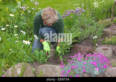 Donna ripulendo dalle erbacce nel giardino, Germania Foto Stock