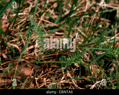 Bird's-piede (Ornithopus perpusillus), fioritura, Germania Foto Stock