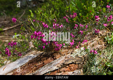 La molla di erica (Erica herbacea, Erica carnea), fioritura, Austria, montagne Karwendel Foto Stock