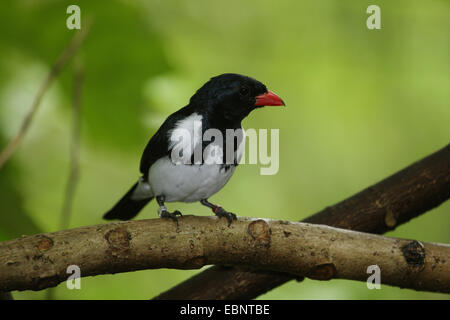 Rosso-fatturati buffalo weaver (Bubalornis niger), maschio su un ramo Foto Stock