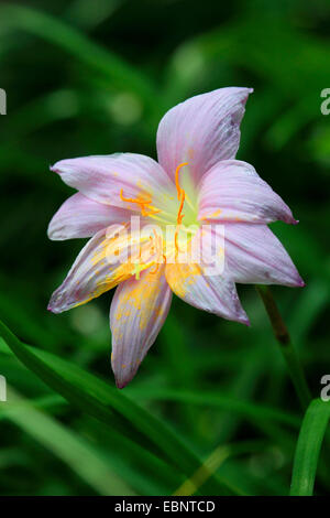 Fata lily, rainflower, zephyr lily, magic lily, Atamasco lily, pioggia lily (Zephyranthes grandiflora), fioritura Foto Stock