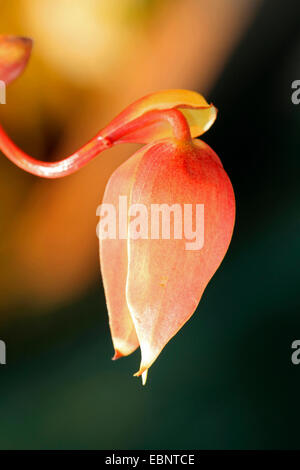 Sun bricco (Heliamphora heterodoxa), fiore Foto Stock