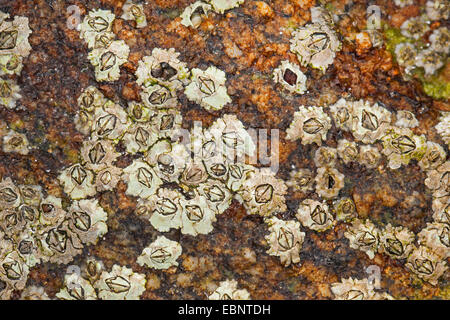 Modesto barnacle Elminius (modesto), aderire su di una roccia al litorale, Germania Foto Stock