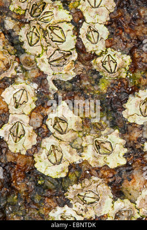 Modesto barnacle Elminius (modesto), aderire su di una roccia al litorale, Germania Foto Stock