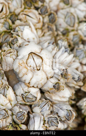 Northern Rock barnacle, Acorn barnacle, comune rock barnacle (Semibalanus balanoides, Balanus balanoides), ad alto angolo di visione su diversi cirripedi, Germania Foto Stock