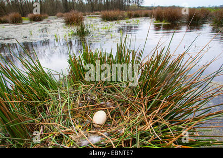 Graylag goose (Anser anser), singolo uovo in un nido in un lago, Germania Foto Stock