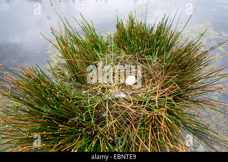 Graylag goose (Anser anser), singolo uovo in un nido, Germania Foto Stock