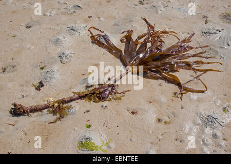 Mirkle, Kelpie, fegato erbaccia, Pennant erbaccia, Strapwrack, Cuvie, groviglio, Split frusta wrack, Oarweed (Laminaria hyperborea), lavato fino sulla spiaggia, Germania Foto Stock