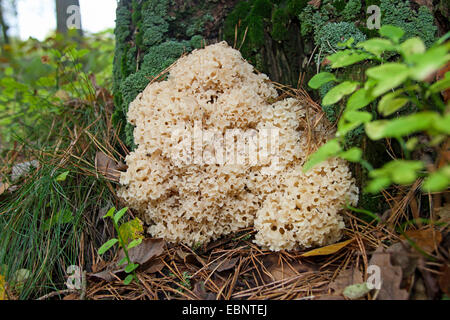 Legno, cavolfiore cavolfiore (funghi Sparassis crispa), alla base di un pino, Germania Foto Stock