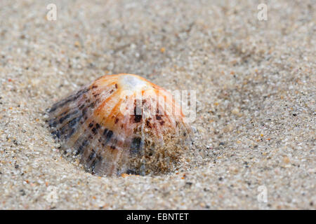 Limpet comune, Politica europea comune in materia di limpet (Patella vulgata), shell nella sabbia, Germania Foto Stock