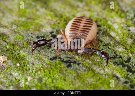 Pseudoscorpion, false scorpion (Pseudoscorpiones), vista frontale, Germania Foto Stock