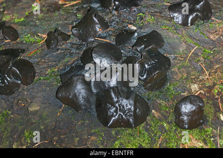 Nero Bulgar, prigioniero nero fungo (Bulgaria inquinans, Phaeobulgaria inquinans), di corpi fruttiferi su un registro, Germania Foto Stock