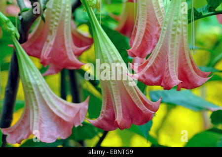 Angelo tromba tree (Brugmansia spec., Datura spec.), fiori Foto Stock