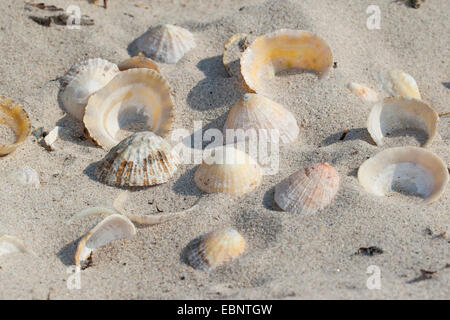 Limpet comune, Politica europea comune in materia di limpet (Patella vulgata), lavato fino shelps giacente nella sabbia, Germania Foto Stock