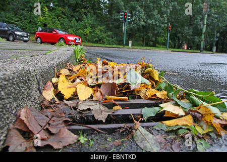 Fogliame sulla griglia di burrone, Germania Foto Stock