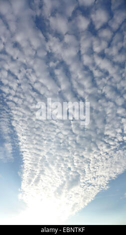 Altocumulus stratiformis, Germania Foto Stock