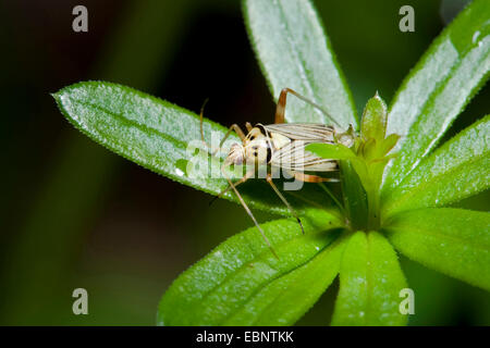 Oak Bug (Rhabdomiris striatellus), su una foglia, Germania Foto Stock